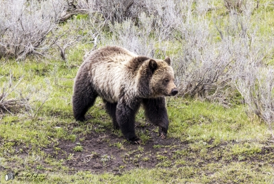 Grizzly Bear May 2025